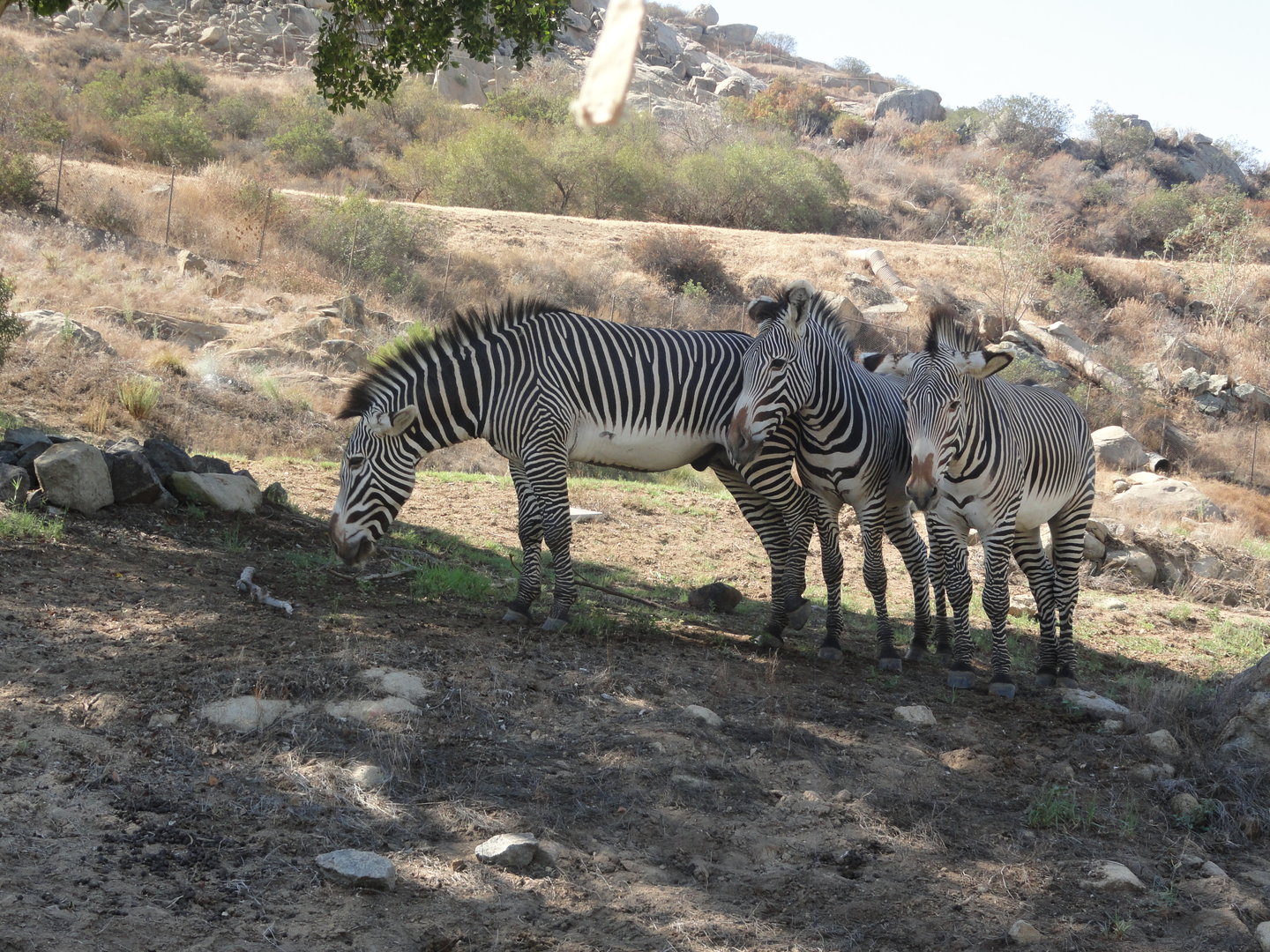Grevy's Zebra