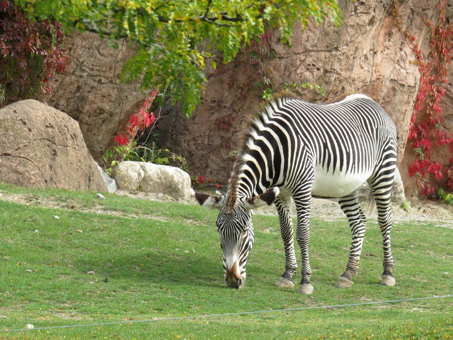 Grevy's zebra