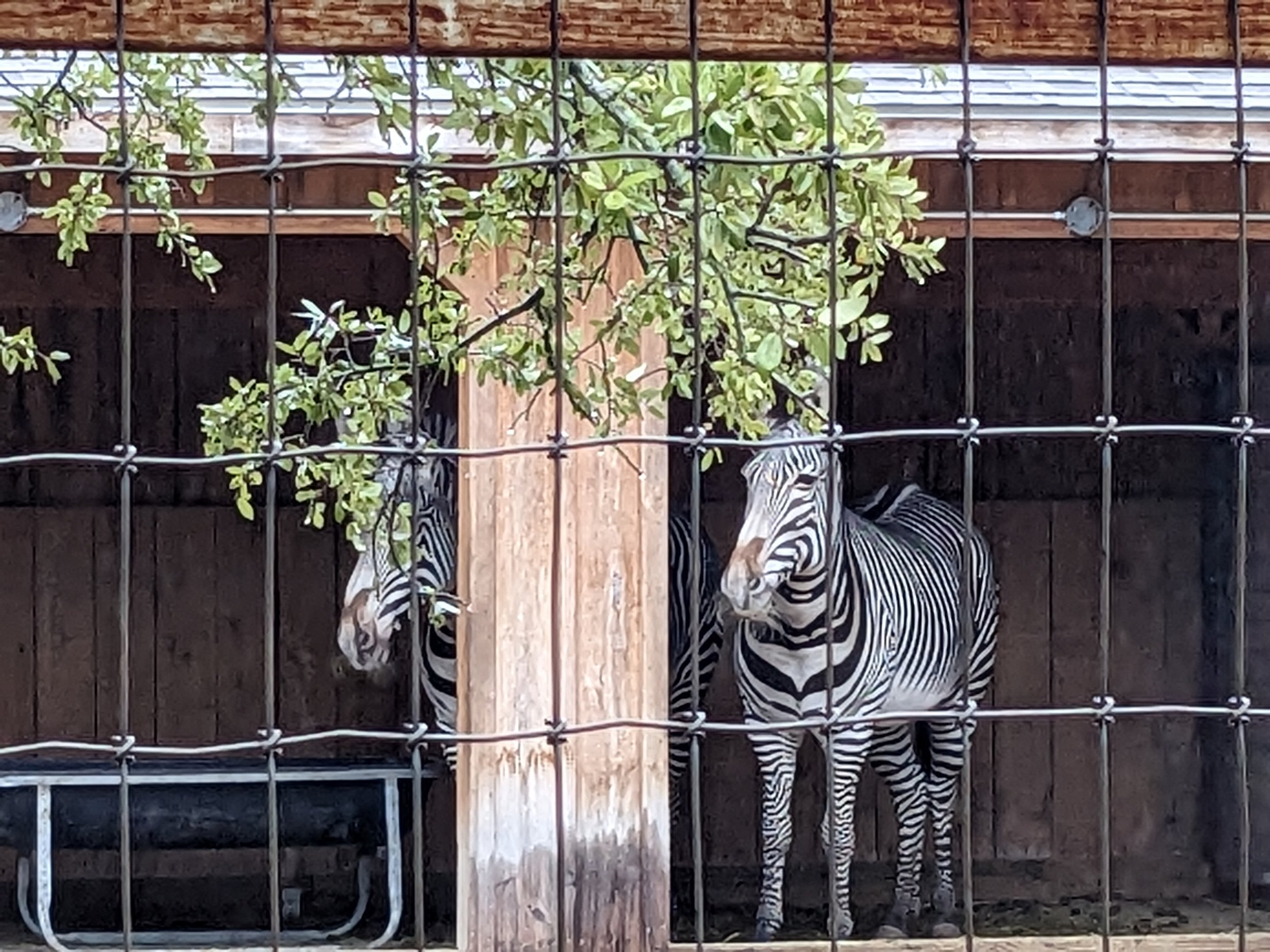 Grevy's Zebra