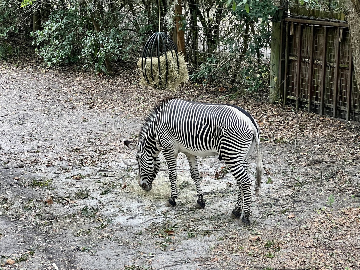 Grevy’s Zebra