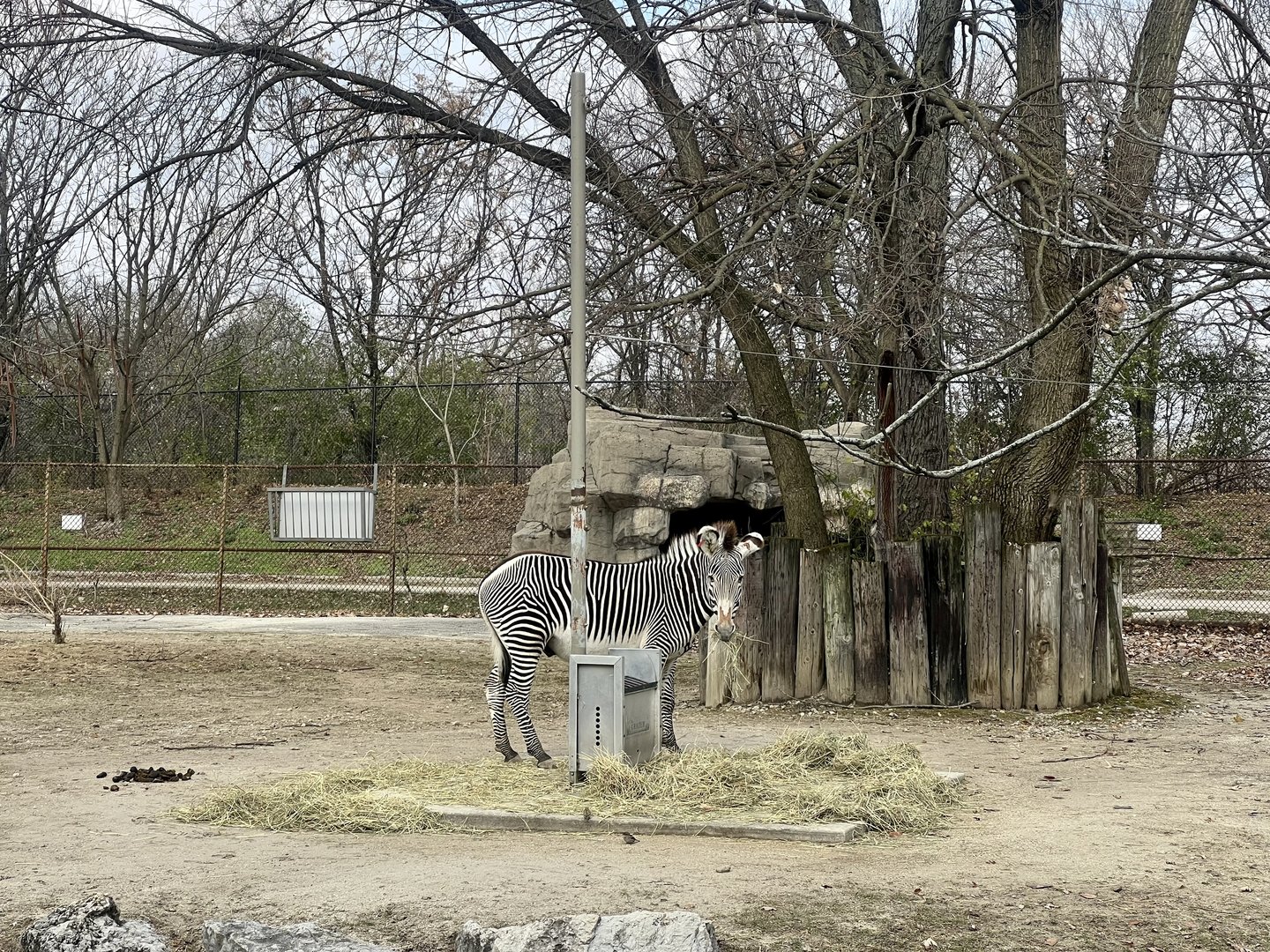 Grevy’s Zebra