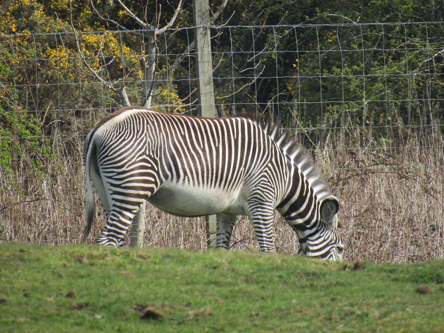 Grevy's Zebra