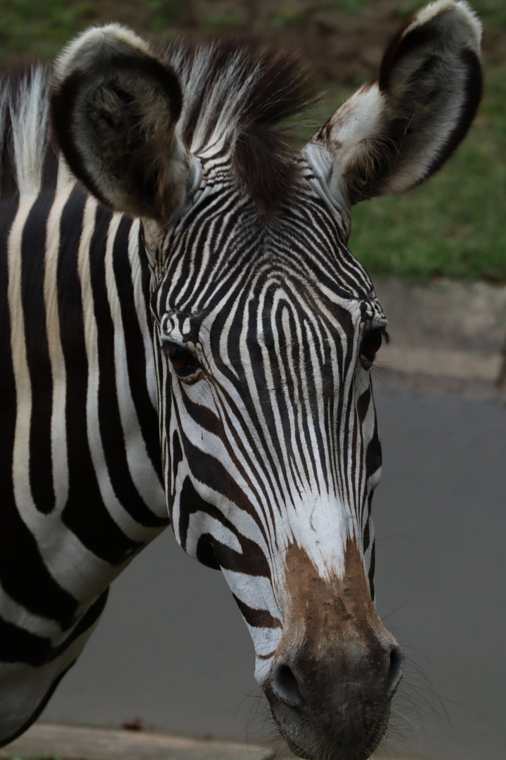 Grévy's zebra