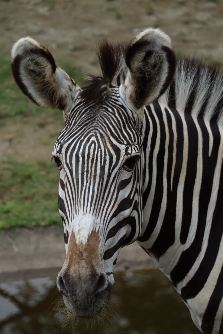 Grévy's zebra