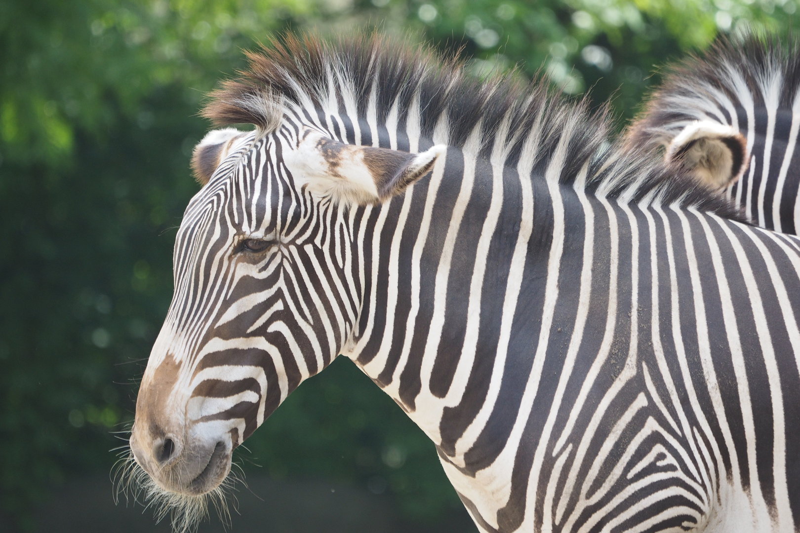 Grevy's Zebra