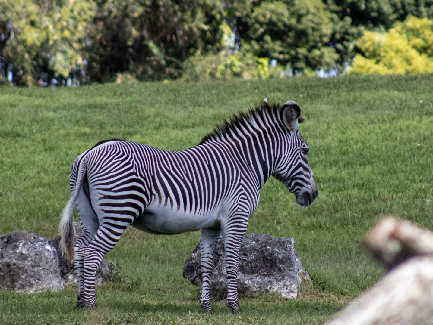 Grevy's Zebra