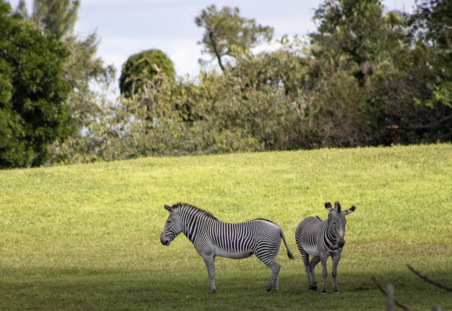 Grevy's Zebra