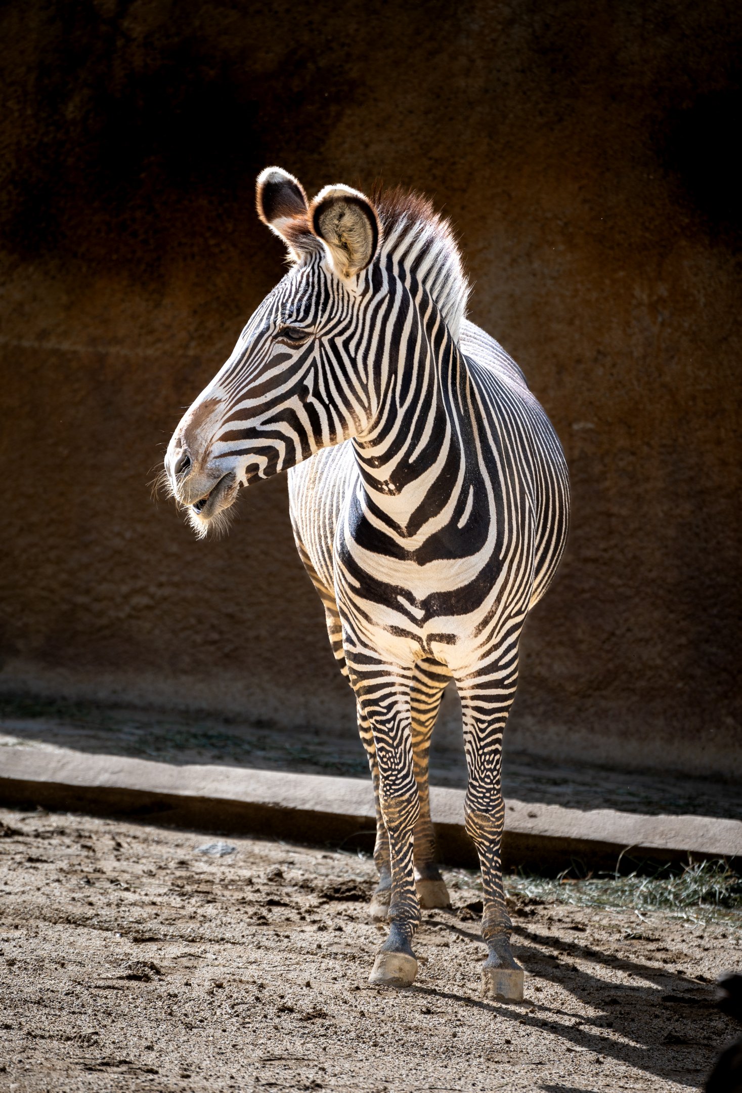 Grevy’s Zebra