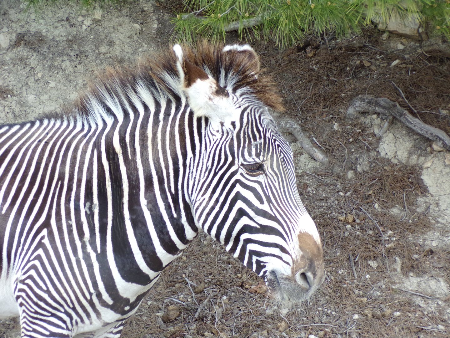 Grevy's Zebra