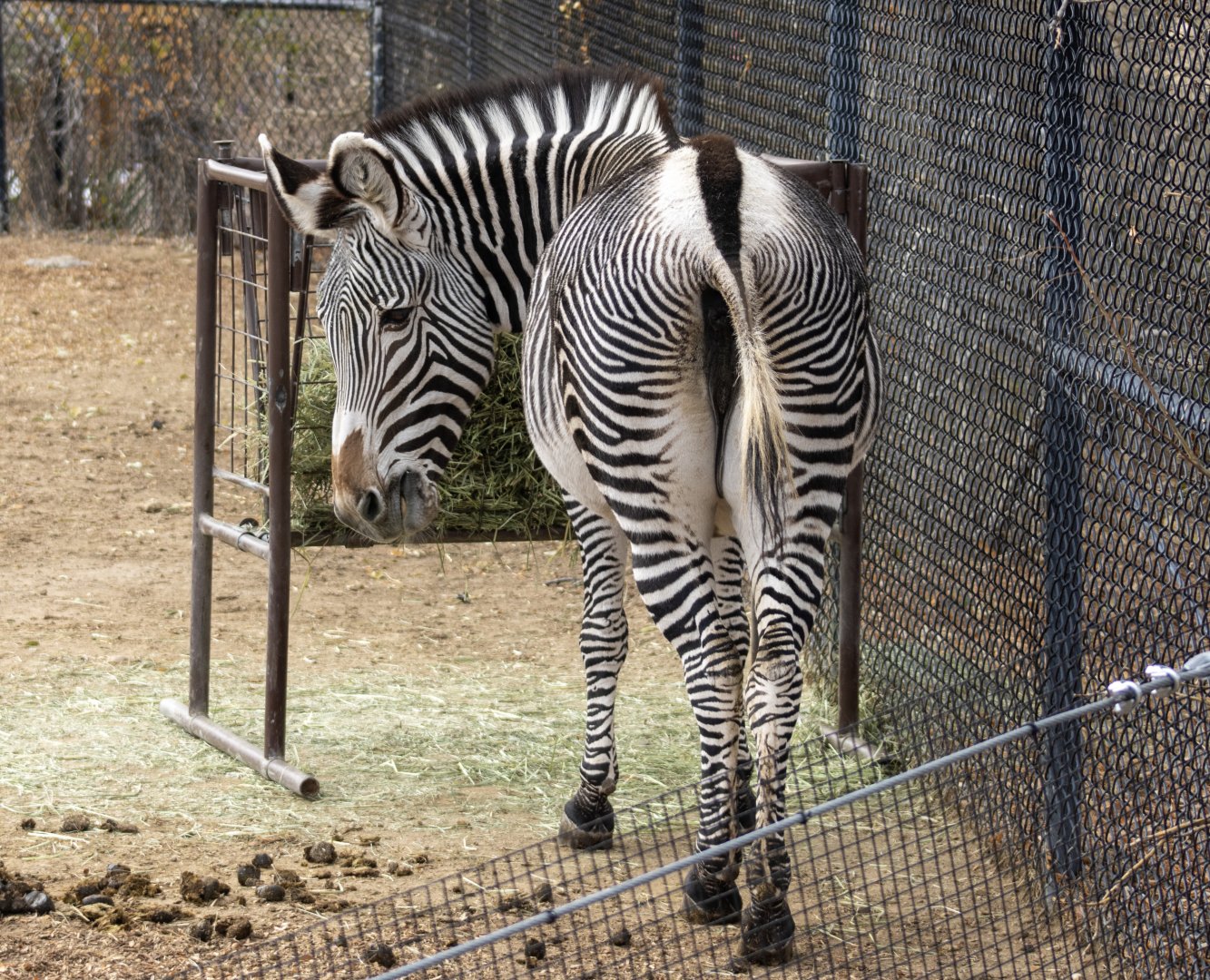 Grevy's Zebra
