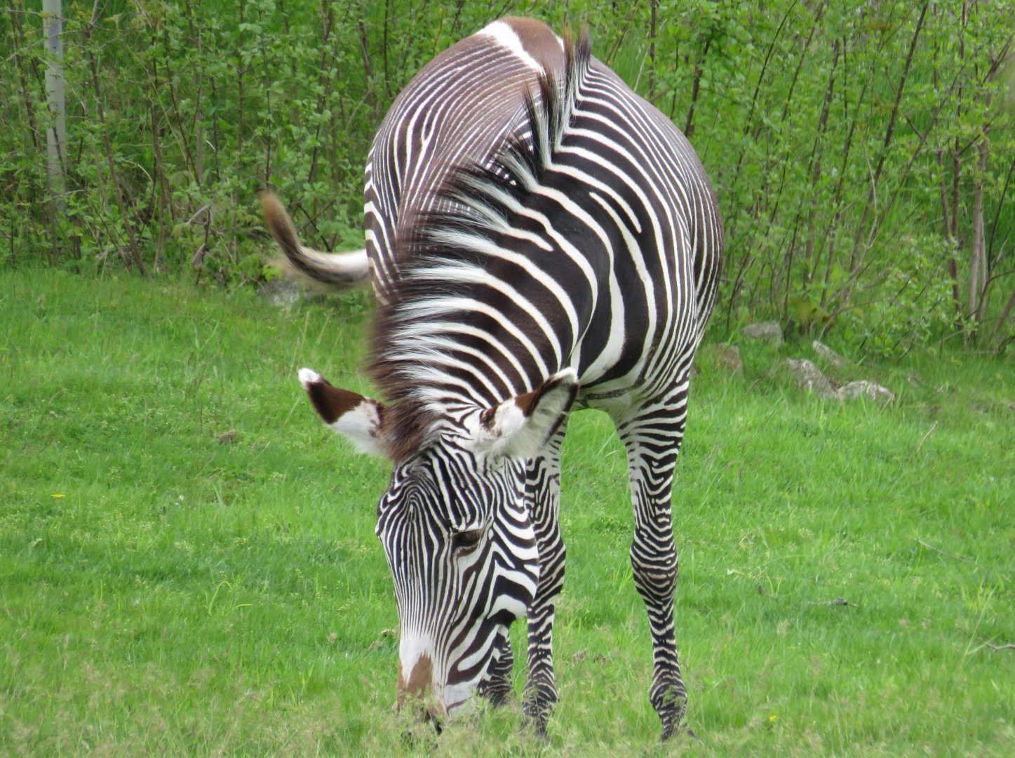 Grevy's zebra