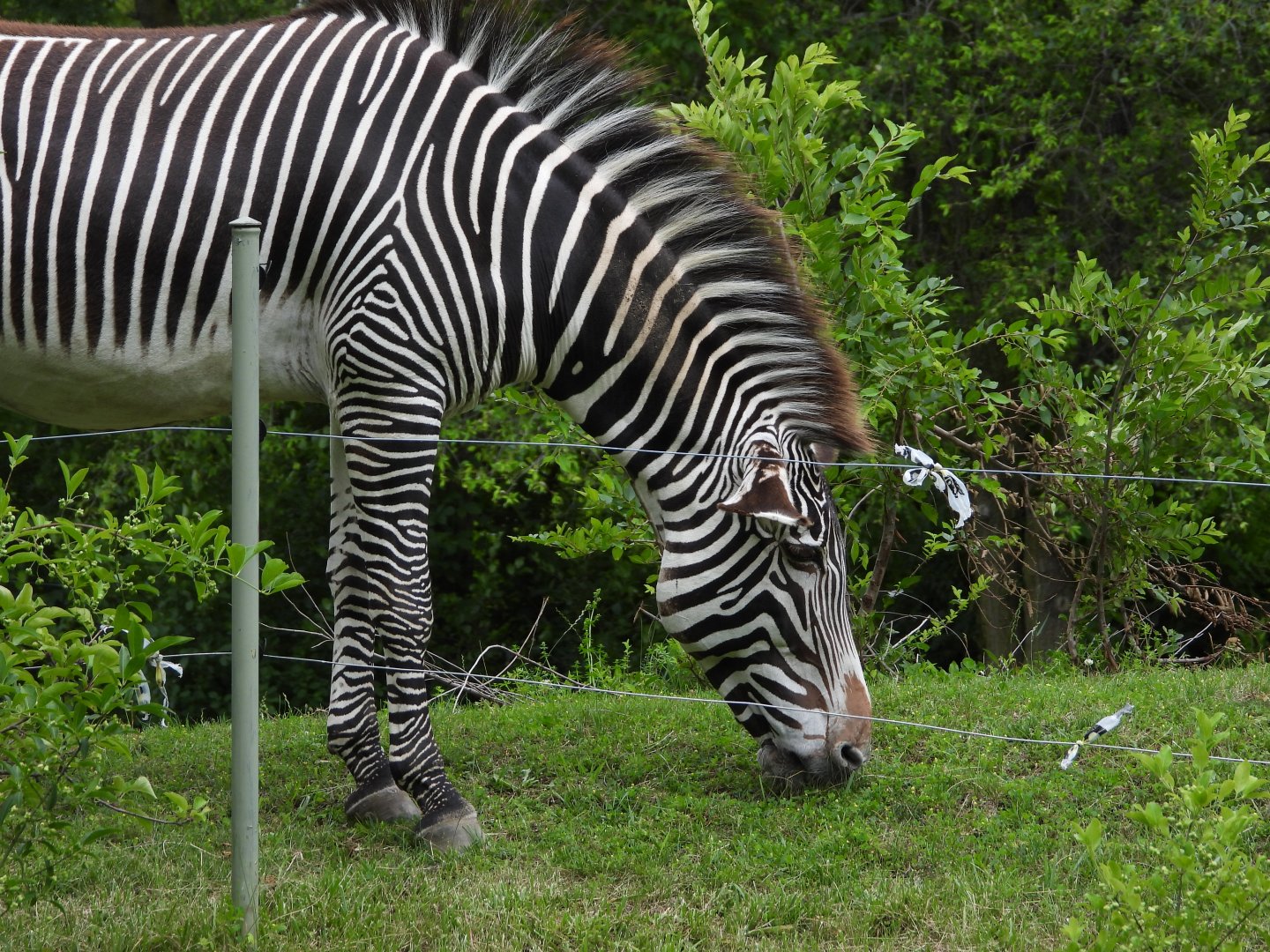 Grevy's zebra