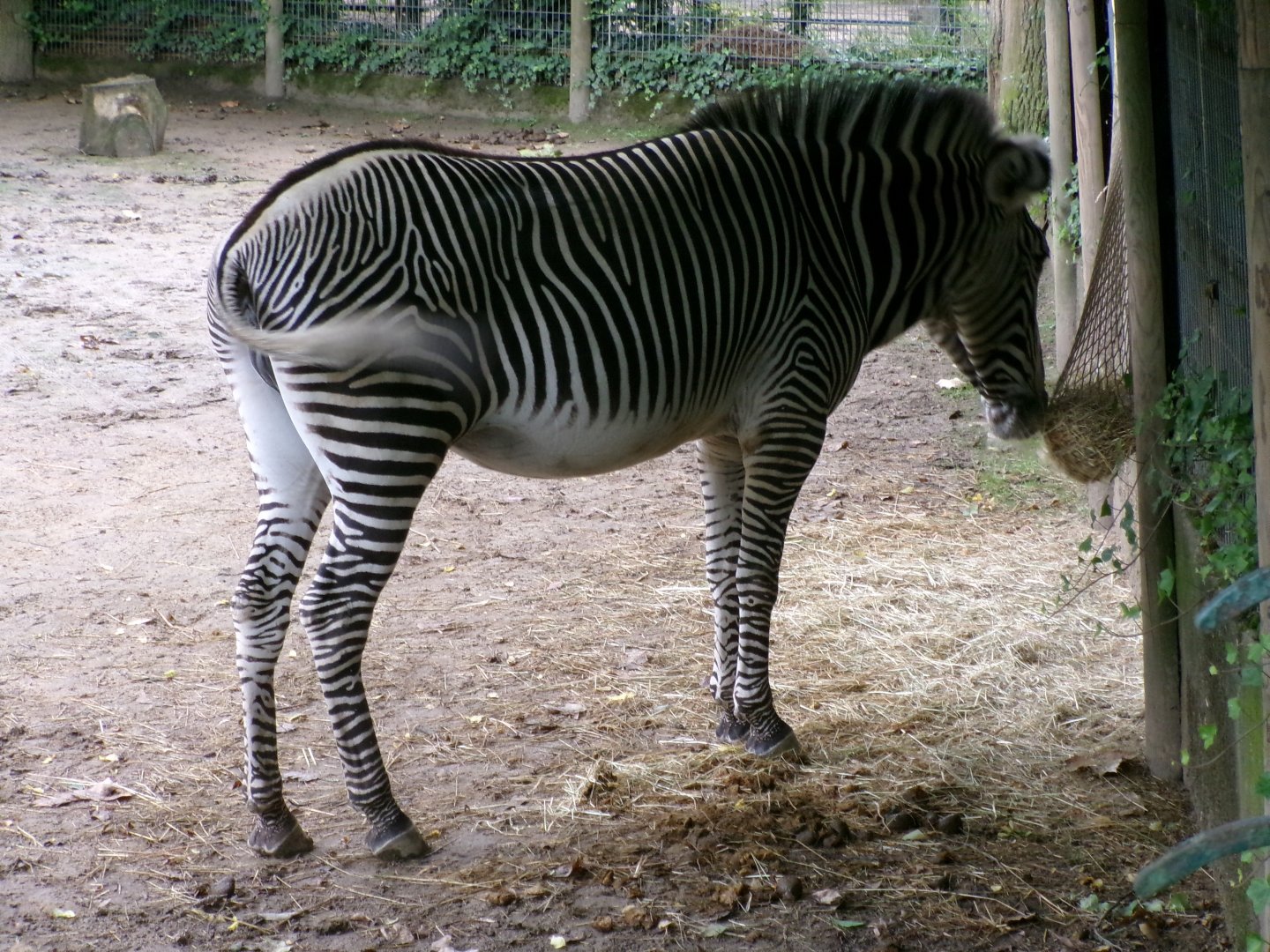 Grévy's zebra