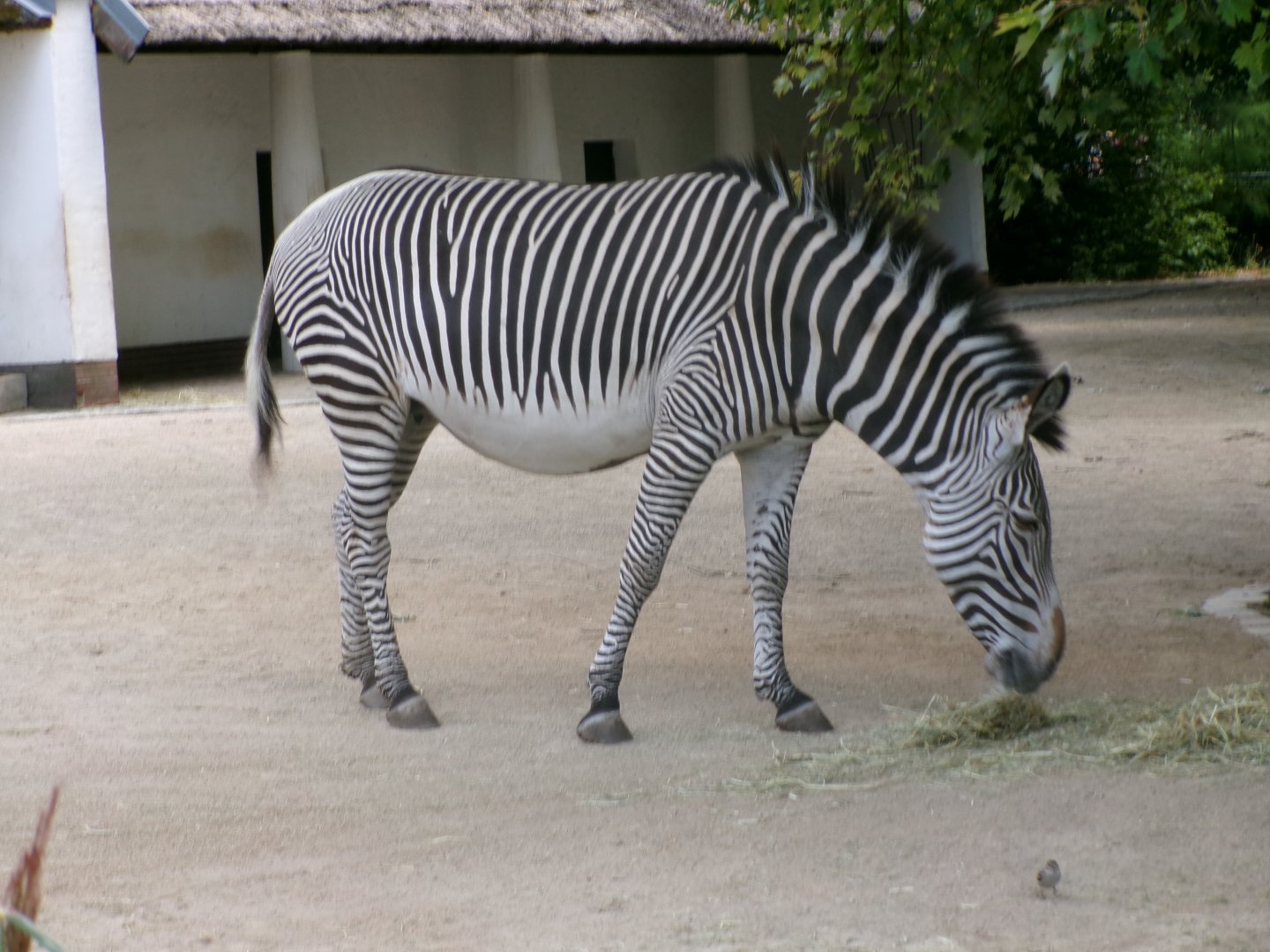 Grévy's zebra