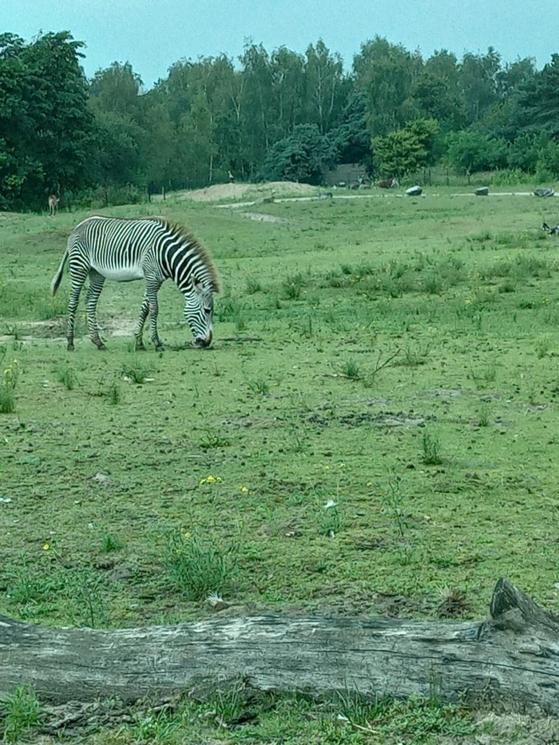 Grevy's Zebra