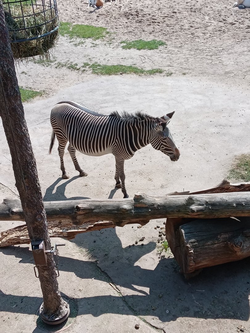 Grevy's Zebra