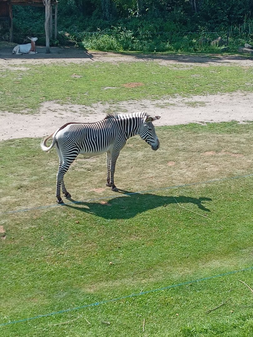 Grevy's Zebra