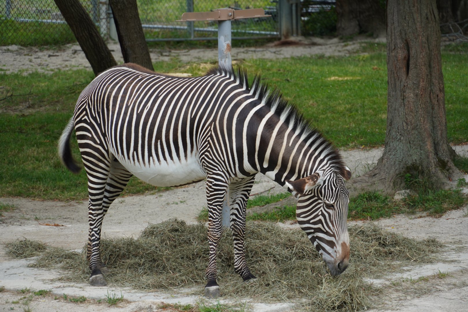 Grevy's Zebra