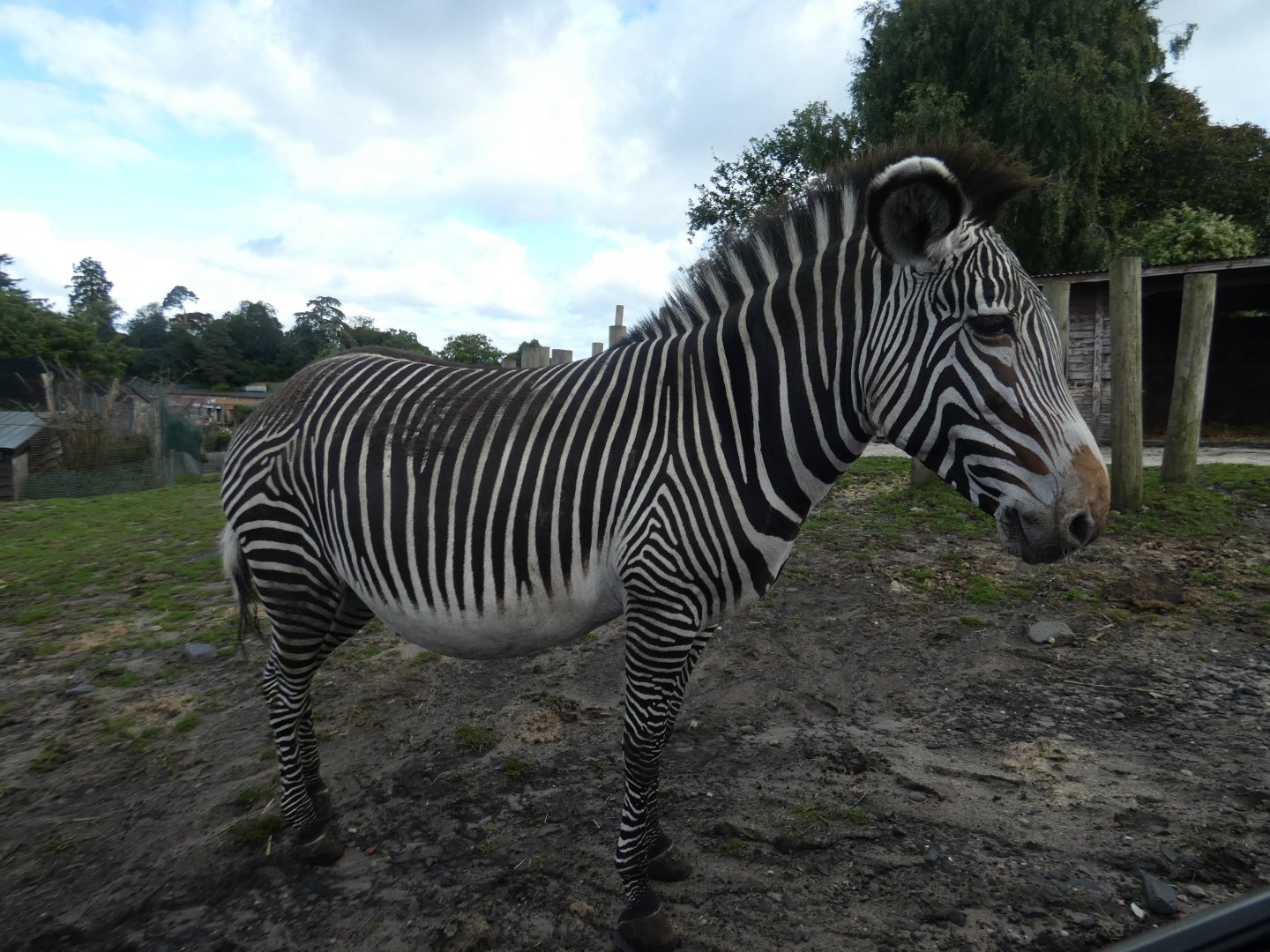 Grevy's zebra