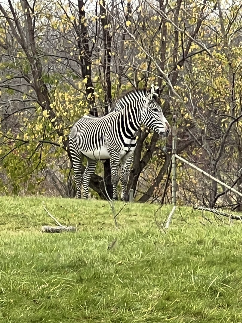 Grevy’s Zebra