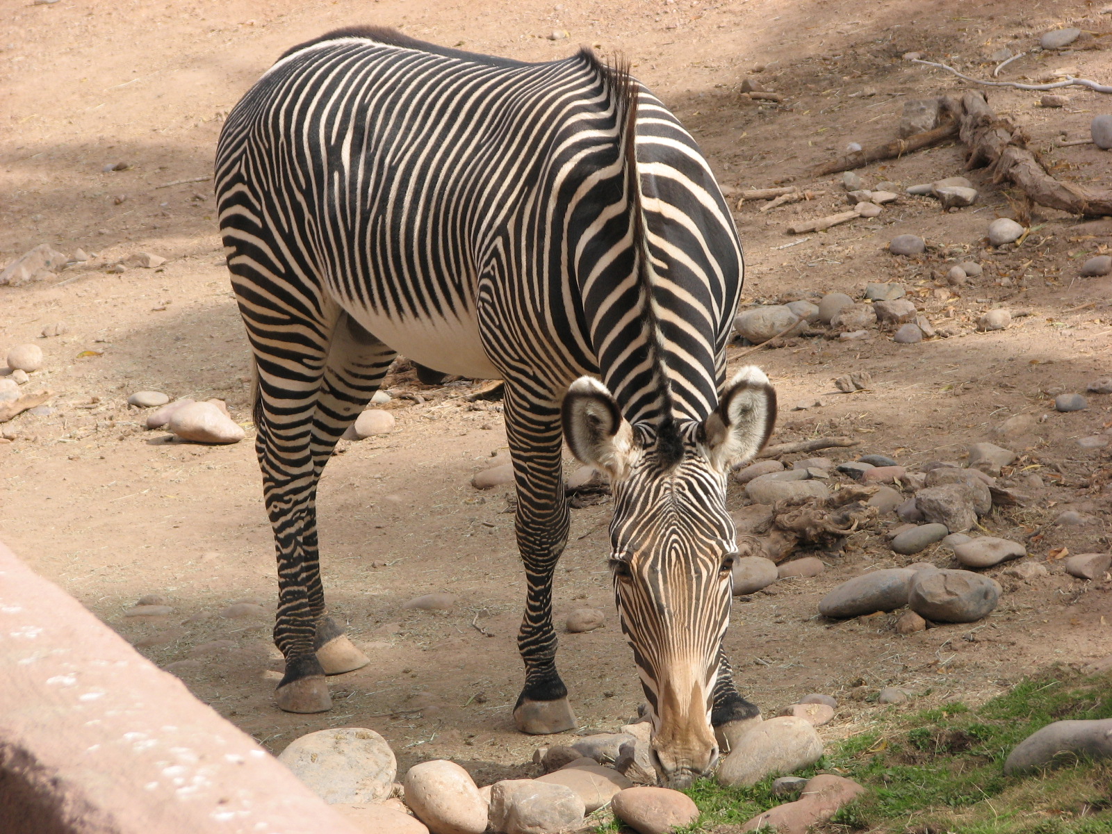 Grevy's Zebra