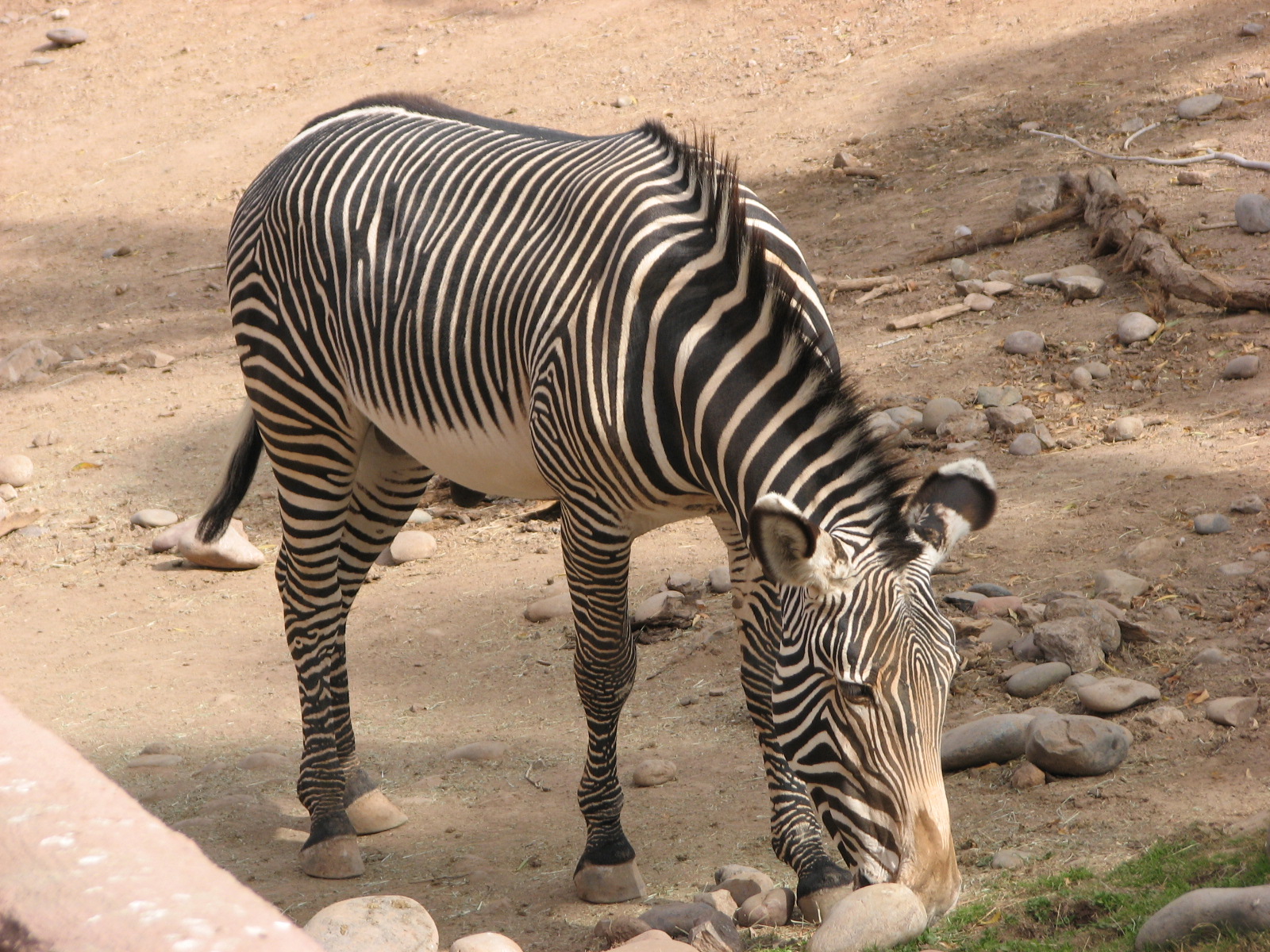 Grevy's Zebra