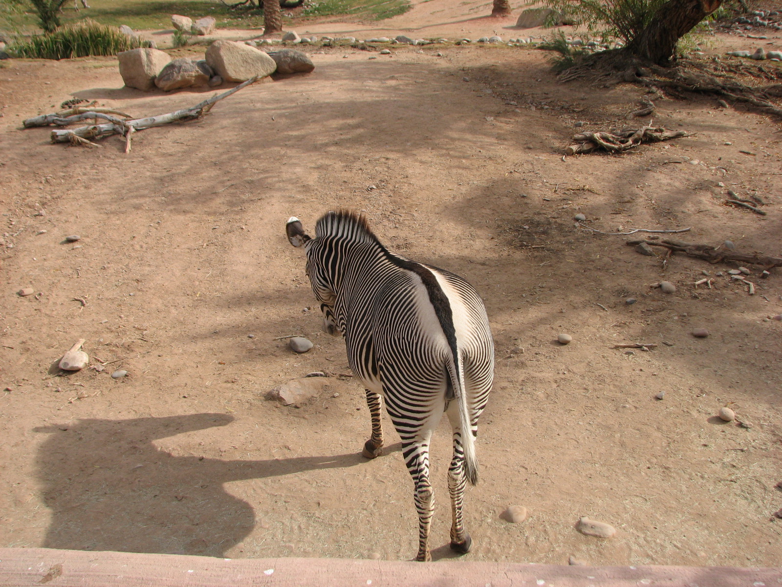 Grevy's Zebra