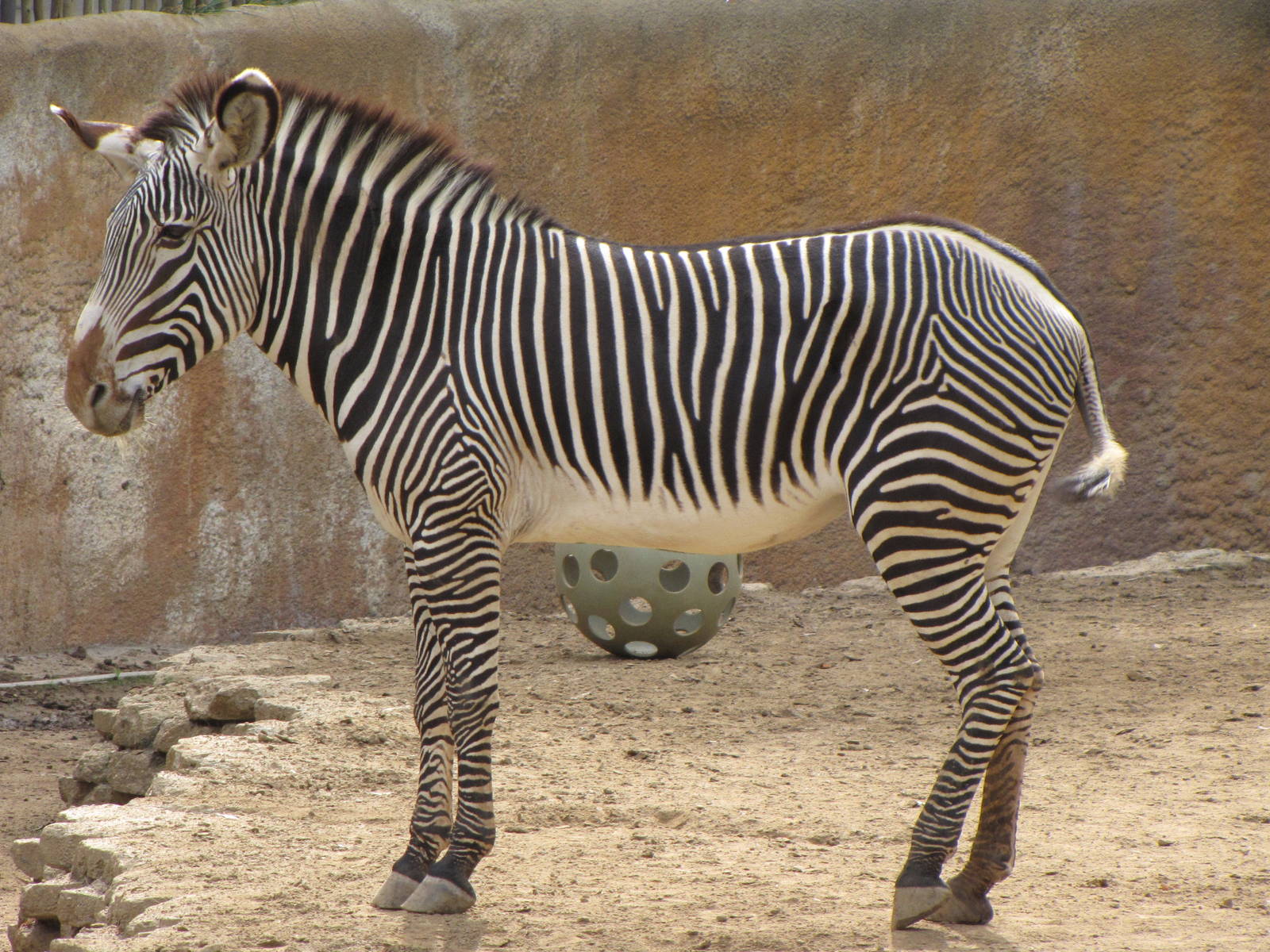 Grevy's Zebra