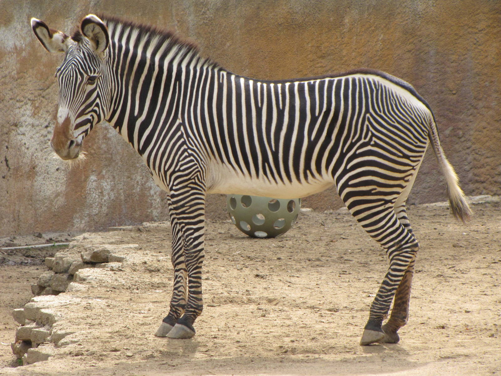 Grevy's Zebra