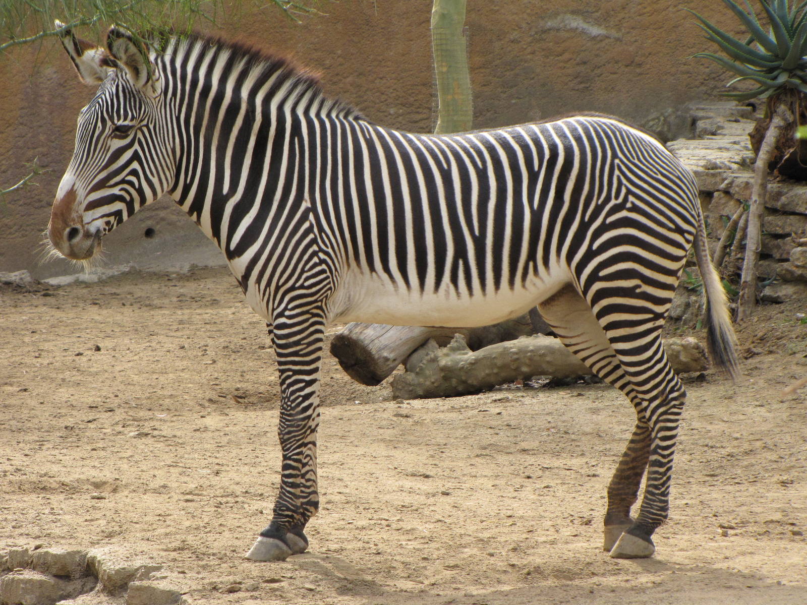 Grevy's Zebra