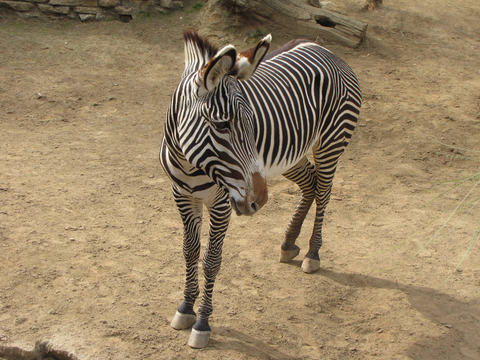Grevy's Zebra