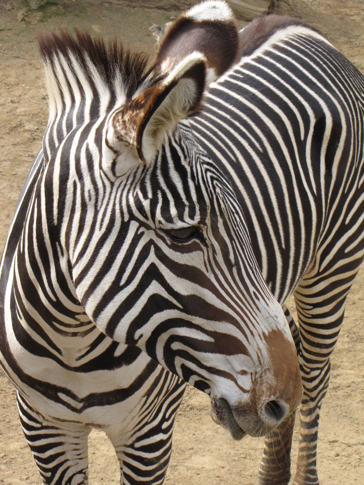 Grevy's Zebra