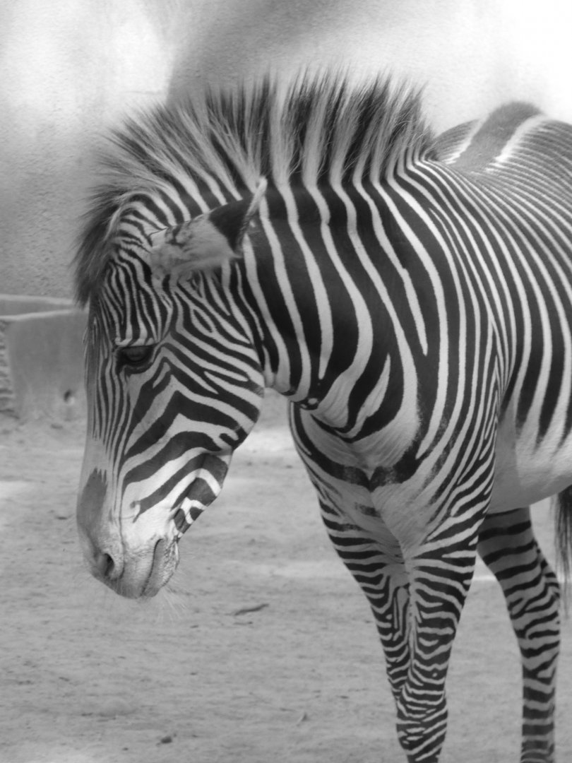 Grevy’s zebra