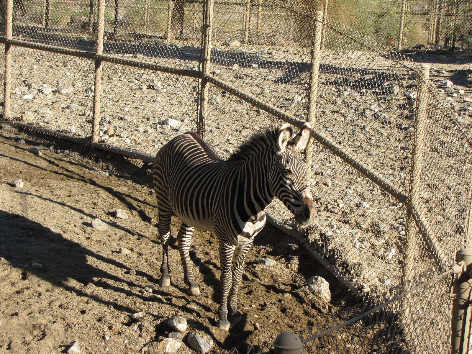 Grevy's Zebra