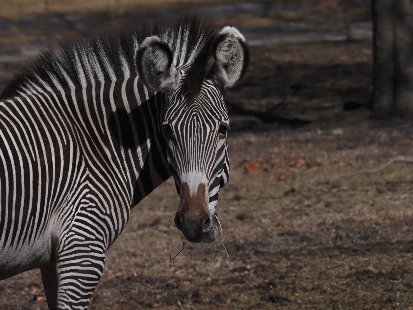 Grevy's Zebra