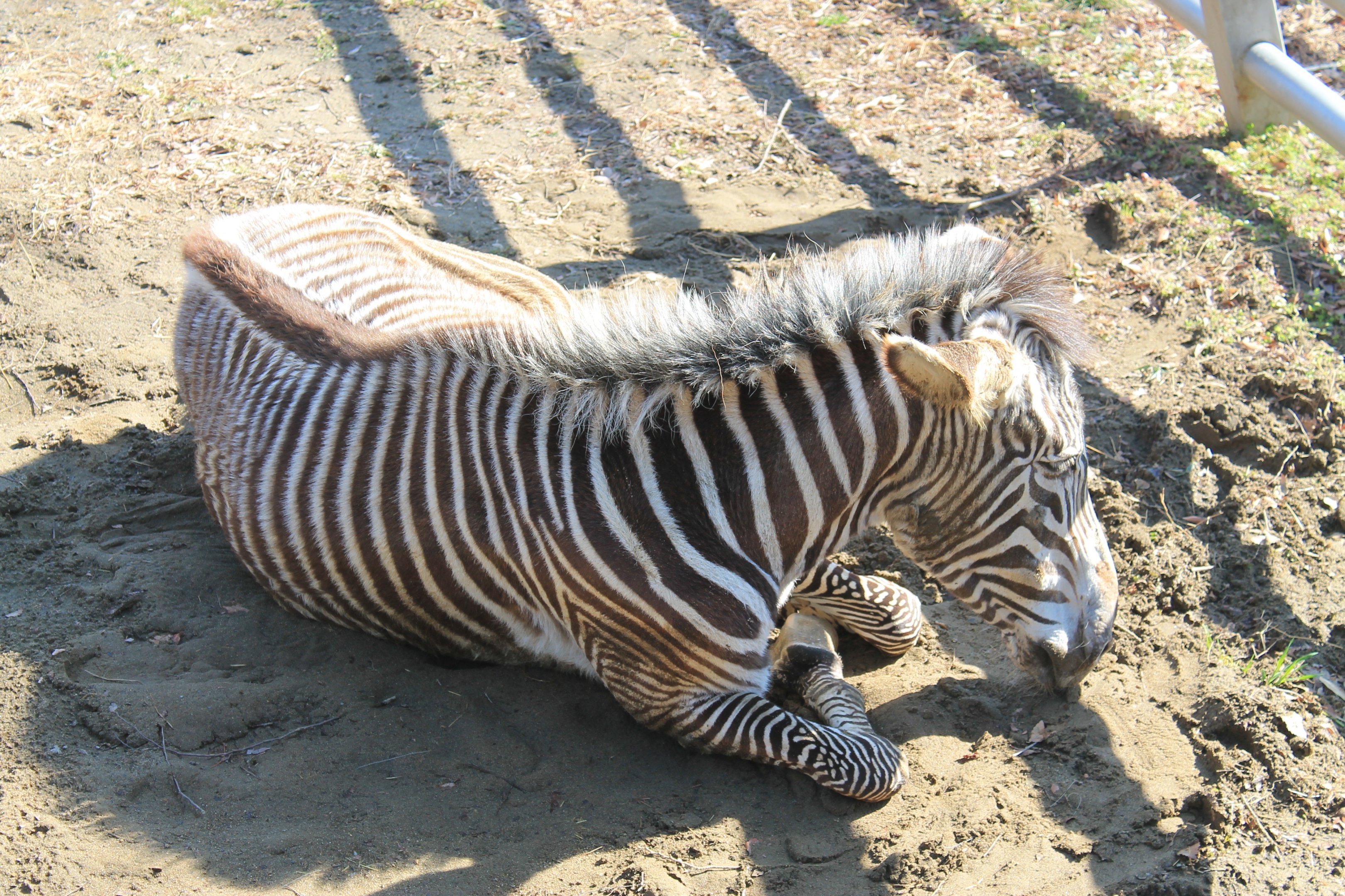 Grevy's Zebra