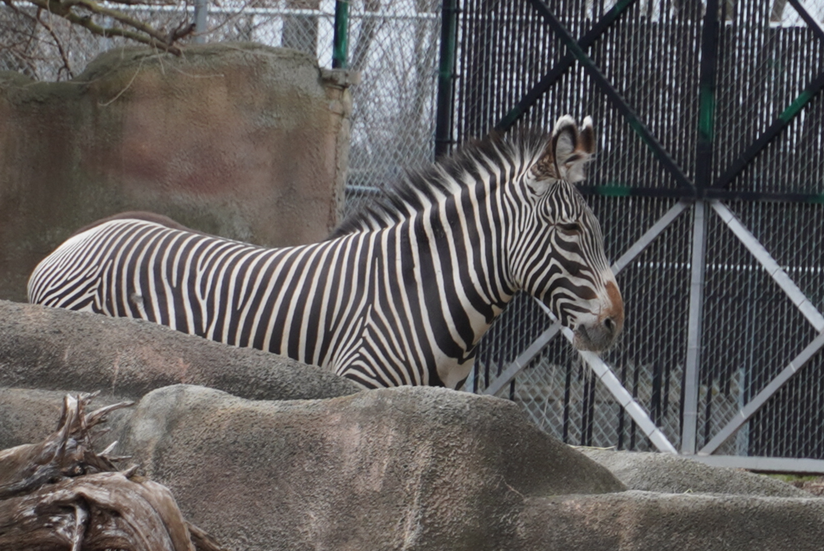 Grevy’s Zebra
