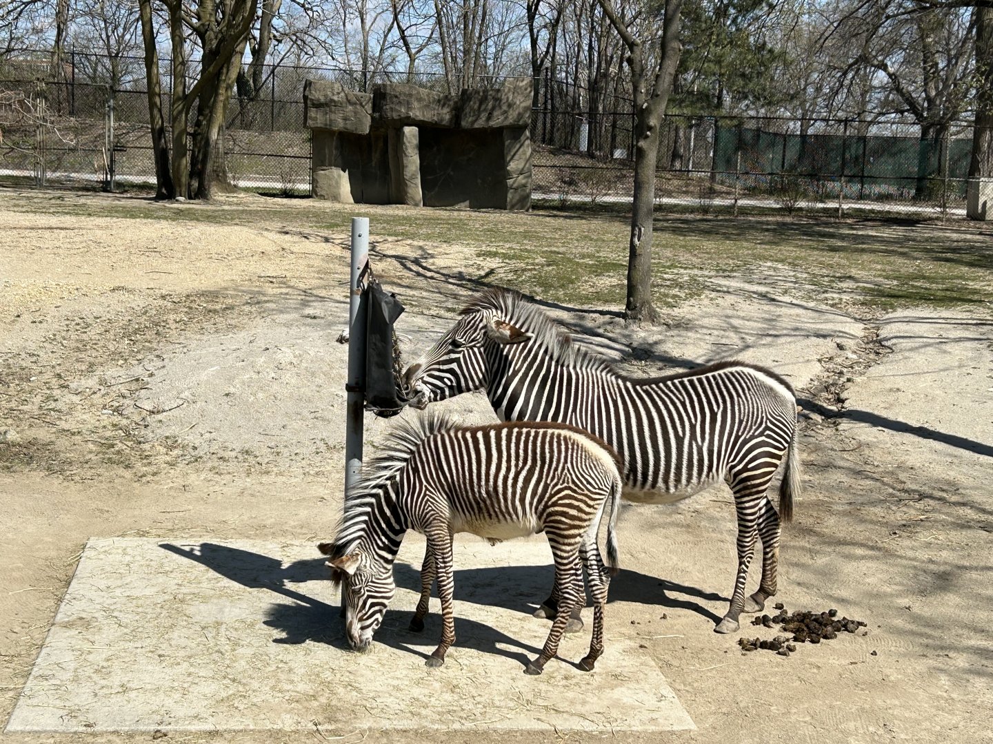 Grevy’s Zebra
