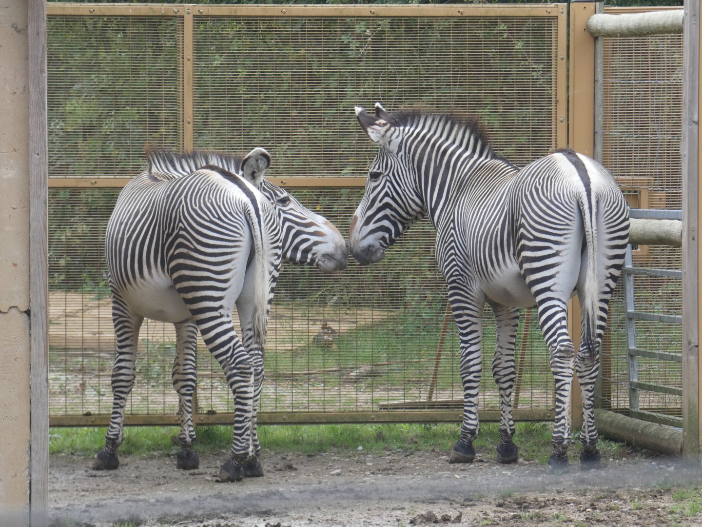 Grévy's zebra