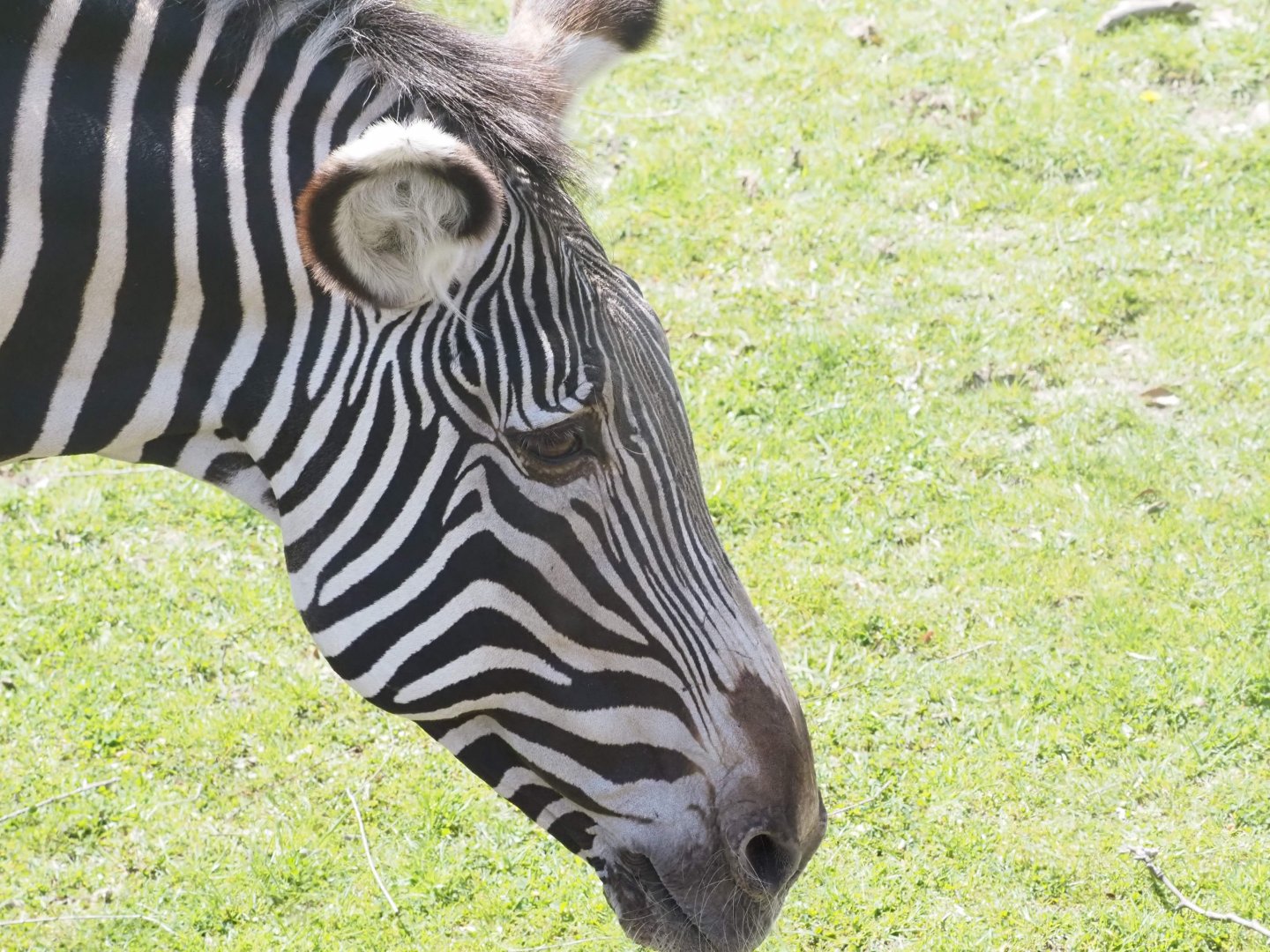 Grevy's Zebra
