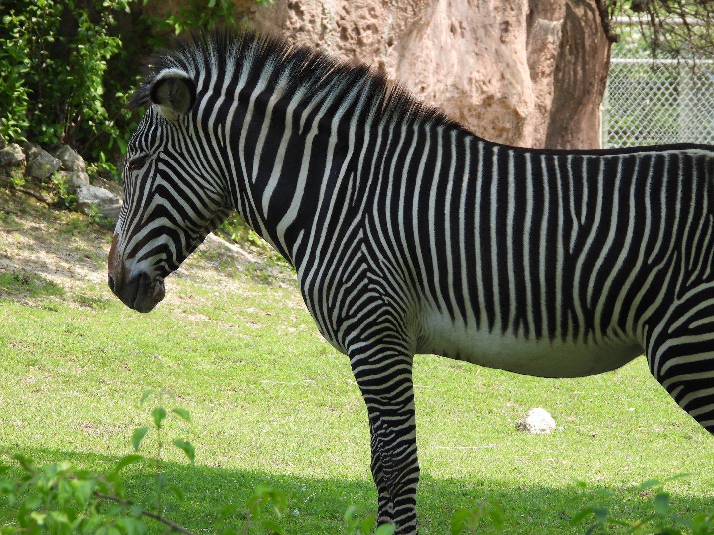 Grevy's zebra