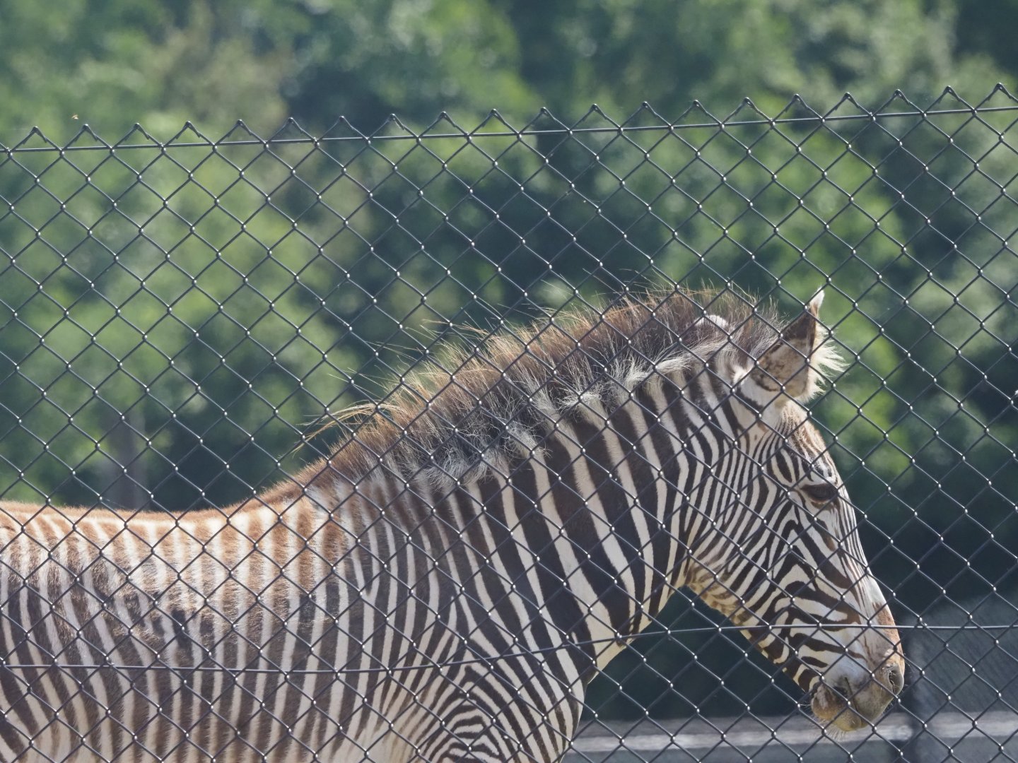 Grevy's Zebra