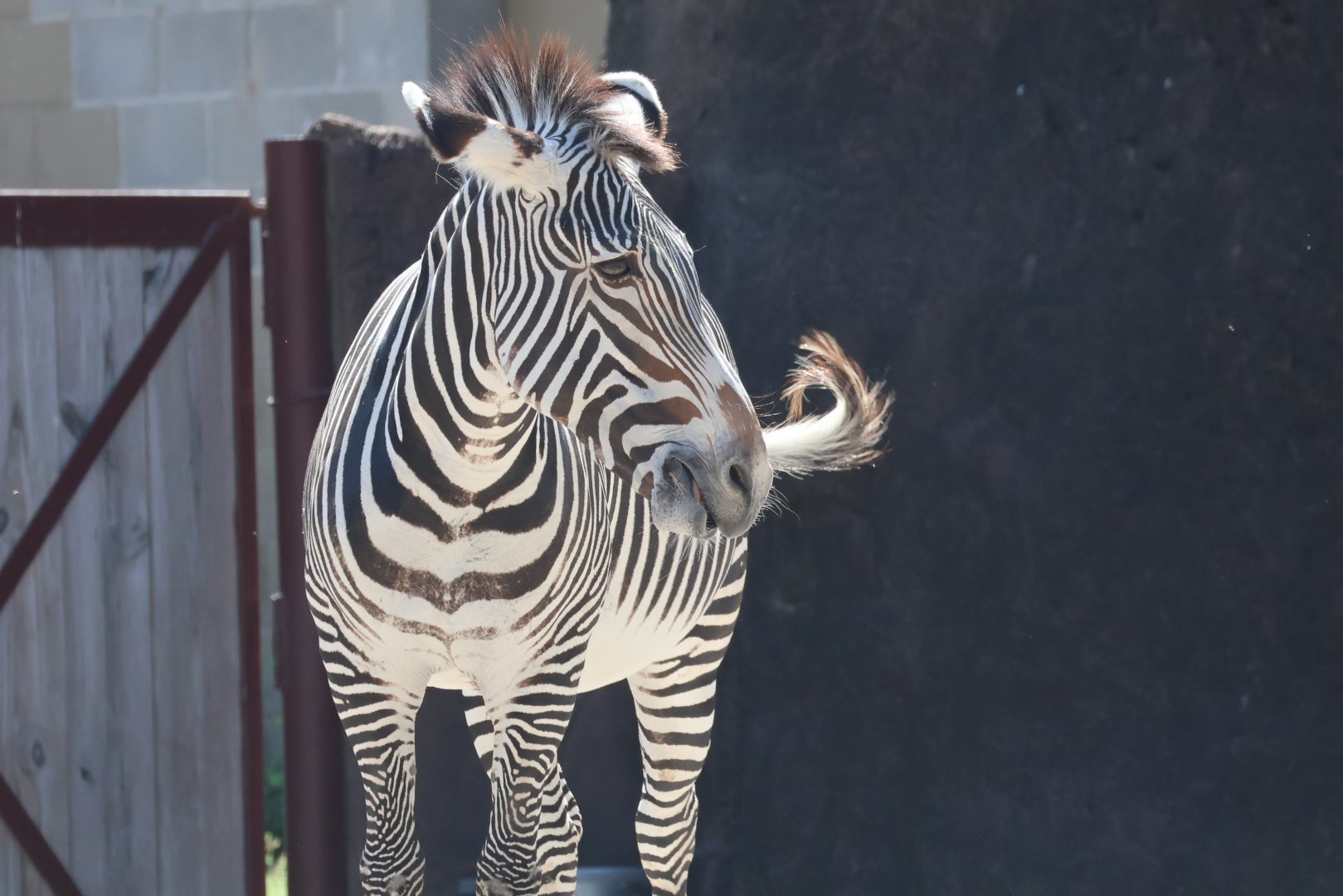 Grevy's zebra