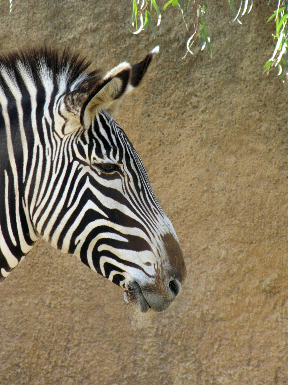 Grevy's Zebra