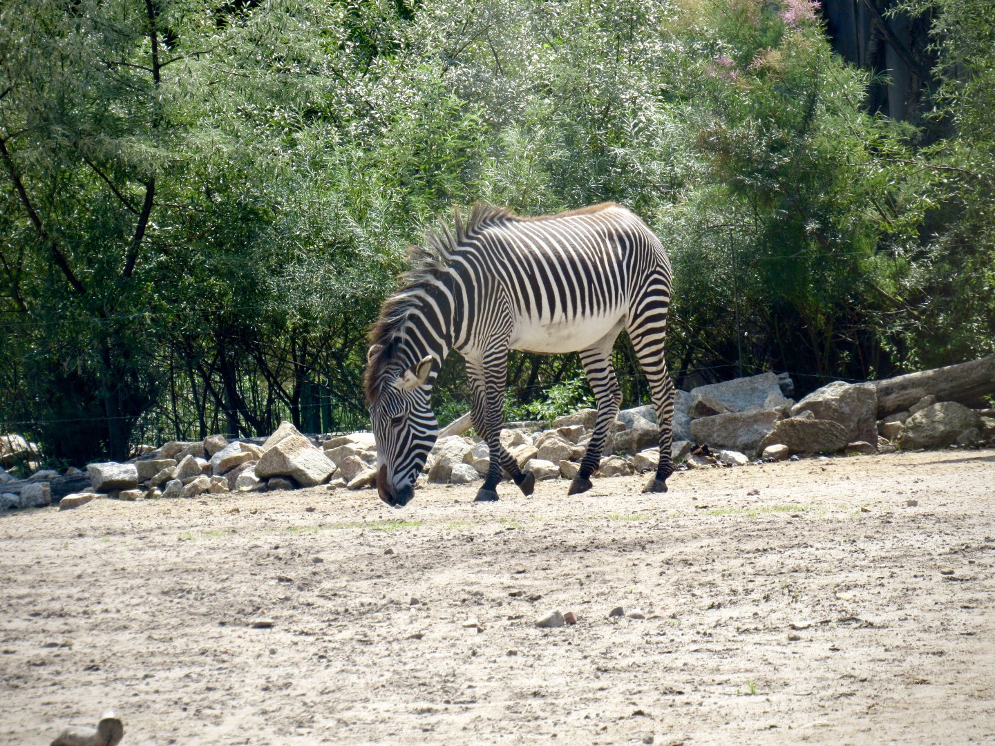 Grevy’s zebra