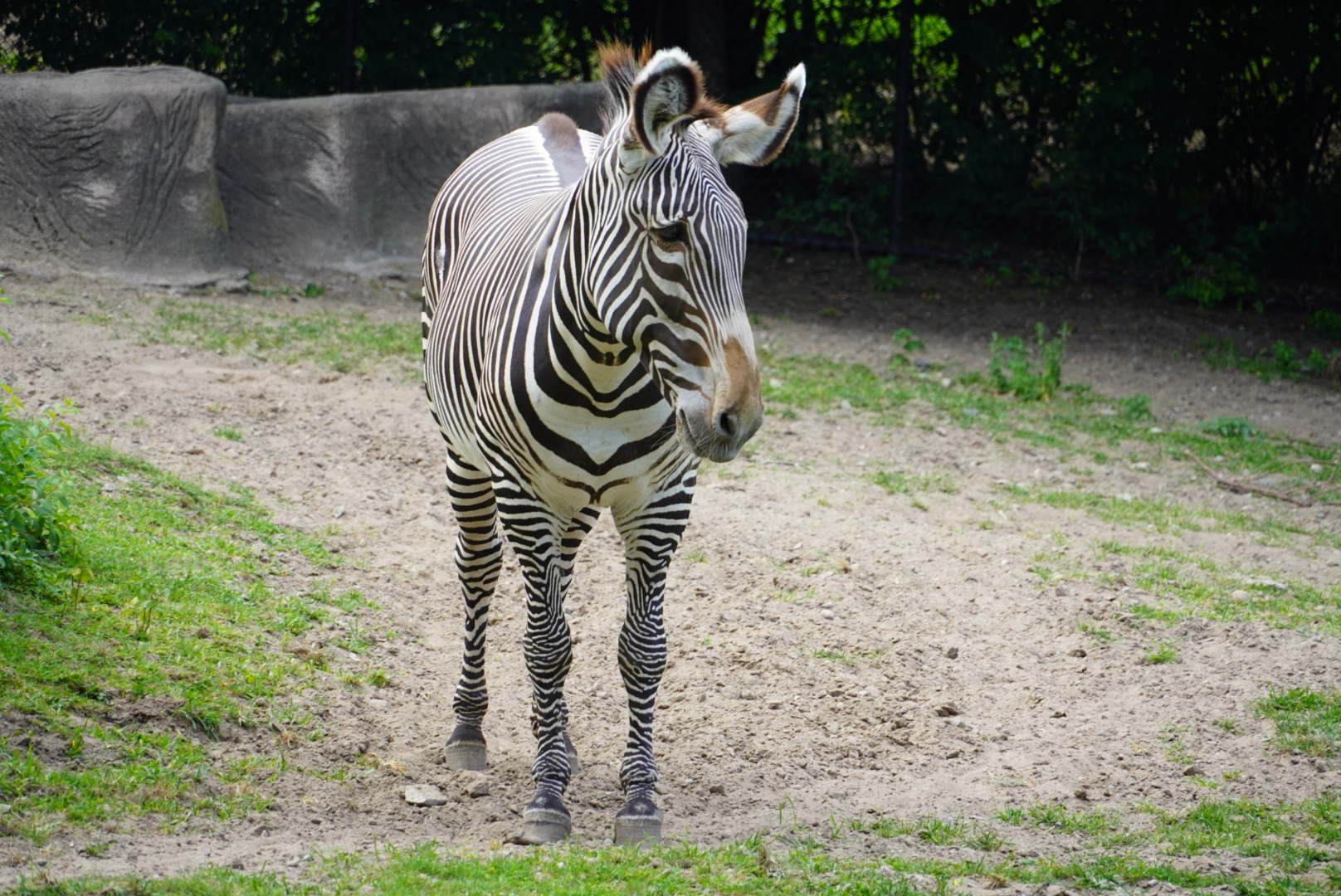 Grevy’s Zebra