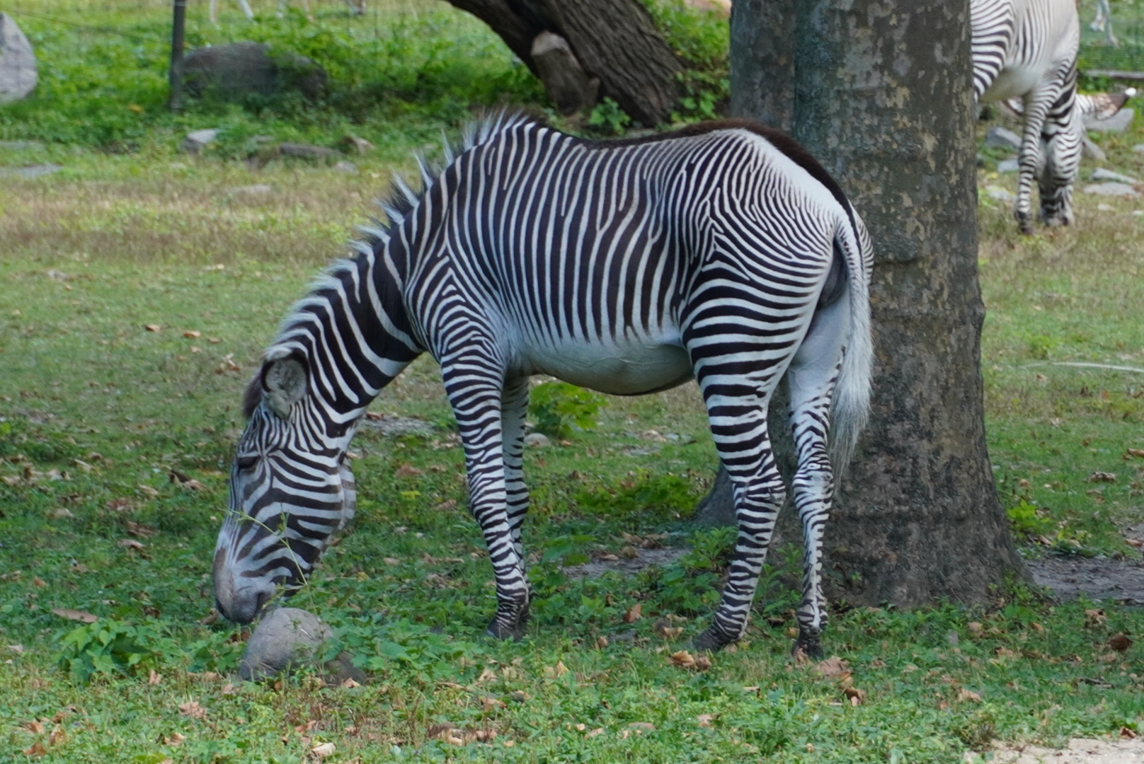 Grevy’s Zebra