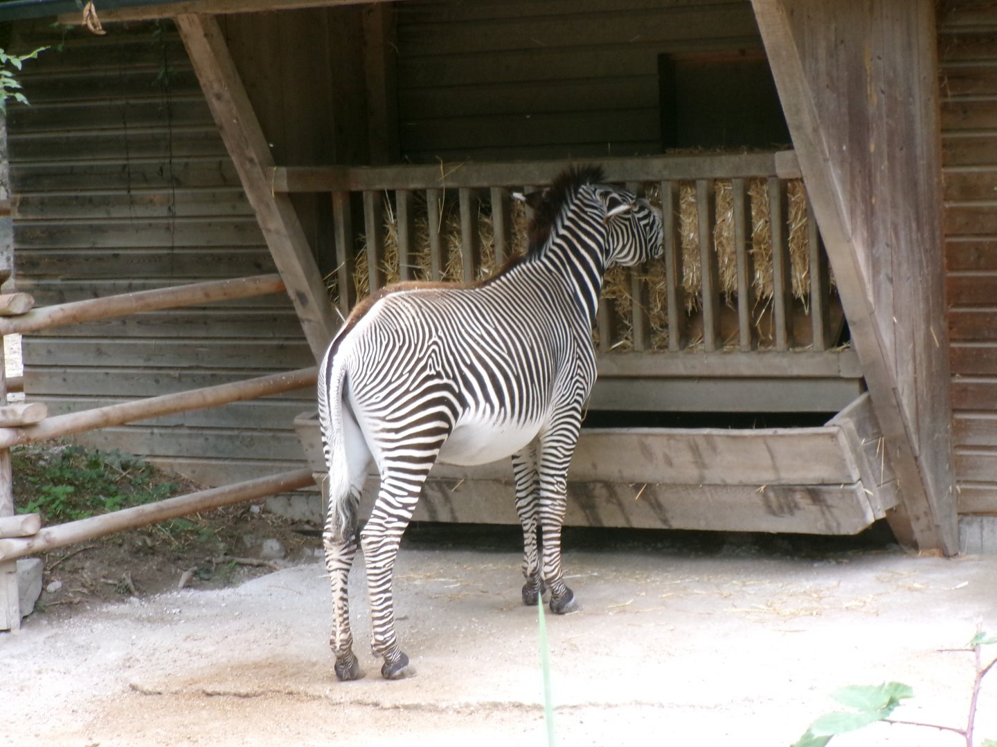 Grevy's zebra