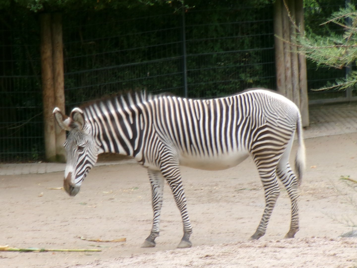Grévy's zebra