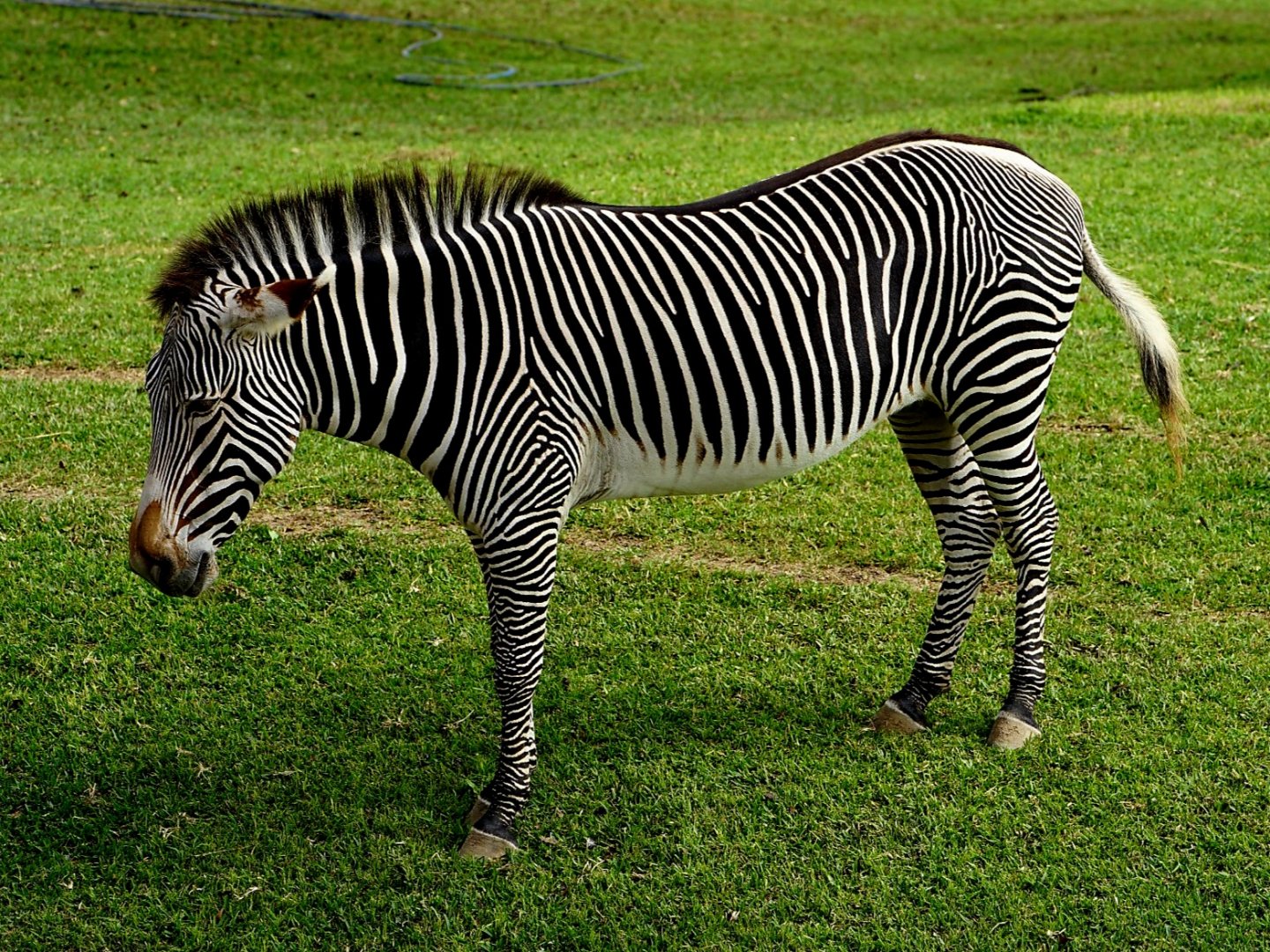Grevy's Zebra